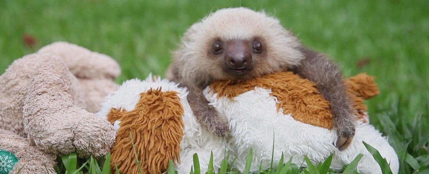 50 tierische Heldentaten im Countdown