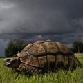 "Das Waisenhaus für wilde Tiere" im Nachmittagsprogramm