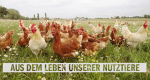 Aus dem Leben unserer Nutztiere (D, 2020 – )