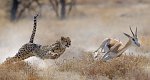 Der Kill-Faktor - Die tödlichsten Tiere der Welt