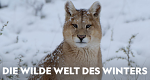 Die wilde Welt des Winters