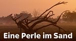 Eine Perle im Sand