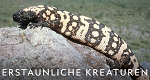 Erstaunliche Kreaturen