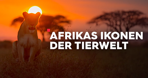 Afrikas Ikonen der Tierwelt