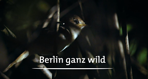 Berlin ganz wild