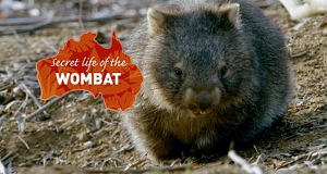 Das geheime Leben der Wombats