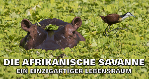 Die afrikanische Savanne - Ein einzigartiger Lebensraum