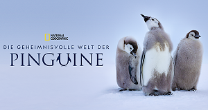 Die geheimnisvolle Welt der Pinguine