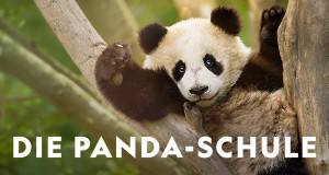Die Panda-Schule (USA/RC, 2025 – )