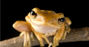 Die verrückte Welt der Amphibien (F, 2025 – )