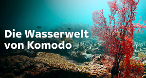 Die Wasserwelt von Komodo