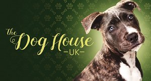 Dog House - Hundevermittlung mit Herz
