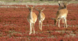 Doñana - Spaniens Garten Eden (A/E, 2025 – )