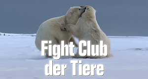 Fight Club der Tiere