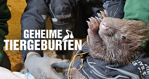 Geheime Tiergeburten