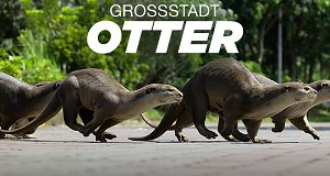 Großstadt-Otter