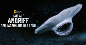 Haie auf Angriff - Den Jägern auf der Spur