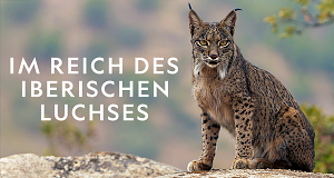 Im Reich des Iberischen Luchses