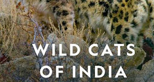 Indiens Wildkatzen