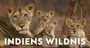 Indiens Wildnis