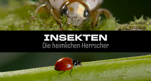 Insekten - Die heimlichen Herrscher