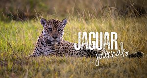 Jaguar Tagebücher