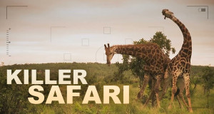 Killer Safari