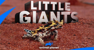 Little Giants - Kleine Tiere ganz groß
