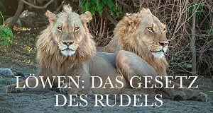 Löwen: Das Gesetz des Rudels