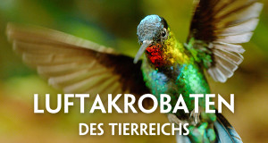 Luftakrobaten des Tierreichs