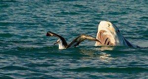 Raubtiere - Die geborenen Jäger