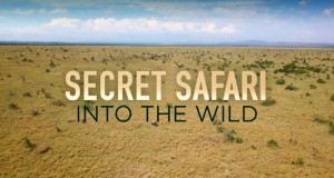 Secret Safari: Into the Wild