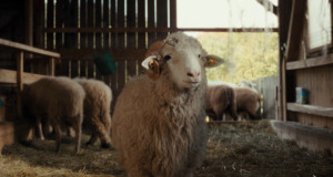 Sheep