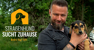 Straßenhund sucht Zuhause