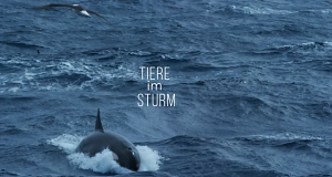 Tiere im Sturm
