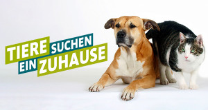 Tiere suchen ein Zuhause
