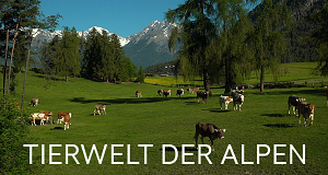 Tierwelt der Alpen