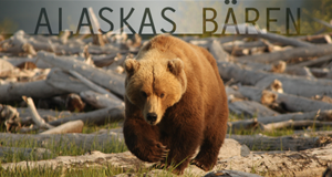 Alaskas Bären