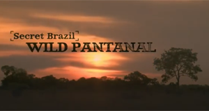 Schätze Brasiliens - Das Pantanal