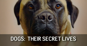 Die geheime Welt der Hunde