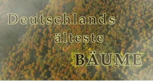 Deutschlands älteste Bäume