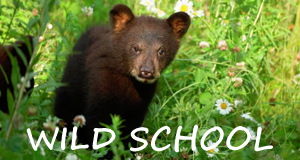 Wild School - Waisenkinder im Tierreich