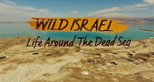 Wildes Israel