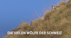 Wölfe in der Schweiz
