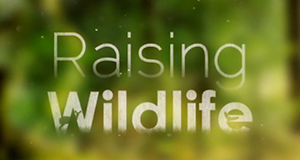 Raising Wildlife: Aufzucht in der Wildnis