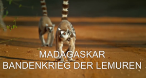 Madagaskar - Bandenkrieg der Lemuren