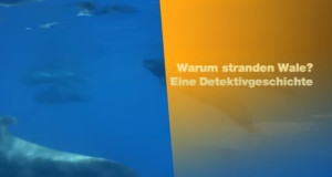 Warum stranden Wale?