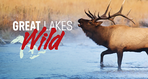 Wildnis der Great Lakes