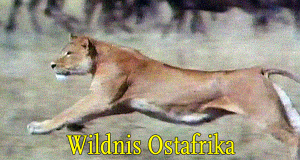 Wildnis Ostafrika
