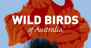 Wildvögel in Australien